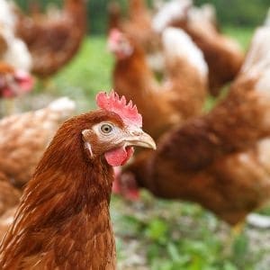 cage free eggs