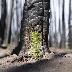 Karma Group introduces the One Tree Planted Initiative